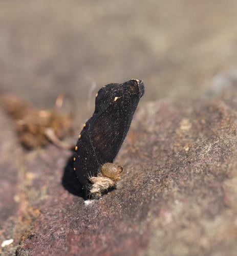 Lasiommata sp.